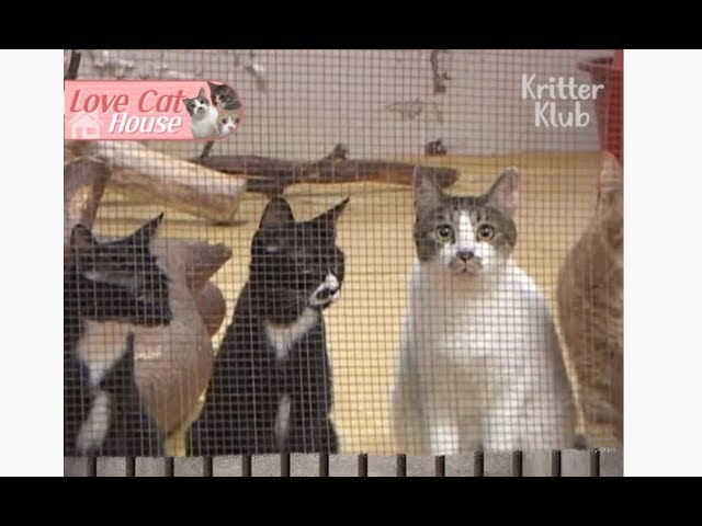 60 Cats Living In An Apartment Home Want Pureedom | Kritter Klub