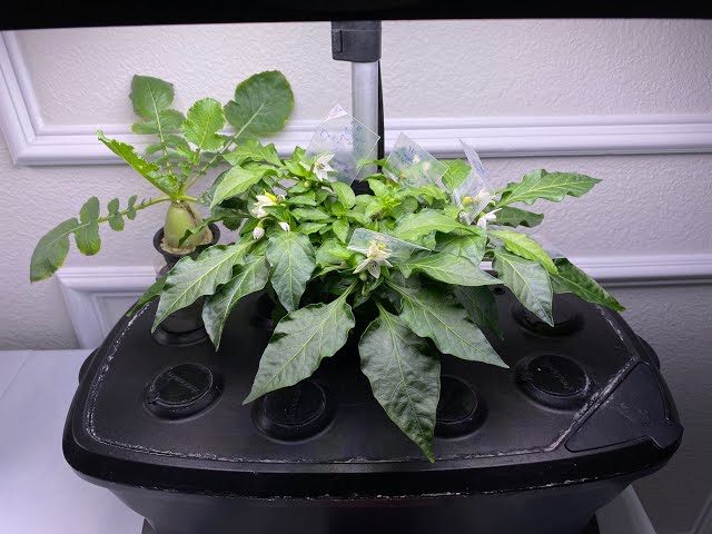 Complete Guide to Growing Peppers in AeroGarden