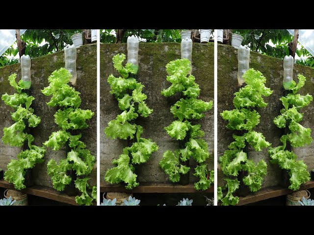Tower Of Lettuce Plants From Plastic Bottles | On The Terrace | Narrow Space