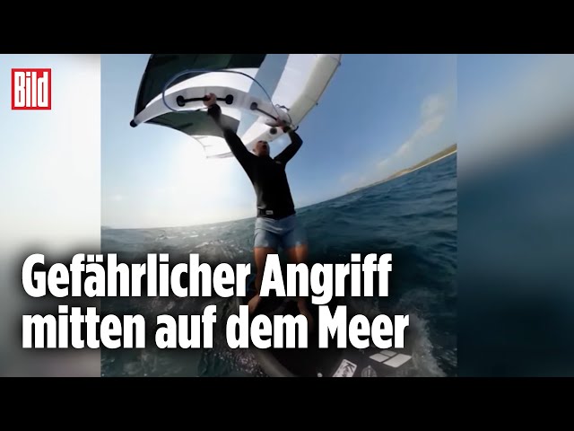 Vom Brett geholt: Wal attackiert Surfer plötzlich