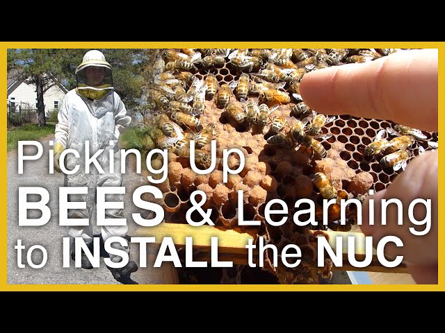 Beginning Beekeeping: Learning to Install the Nuc Hives - GSB S1 E1