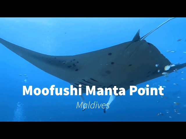 Manta Ray in Moofushi Maldives