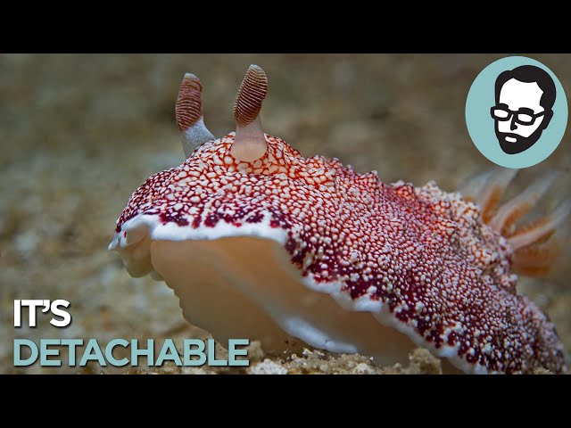 The Top 5 Weirdest Reproductive Organs In Nature | Answers With Joe