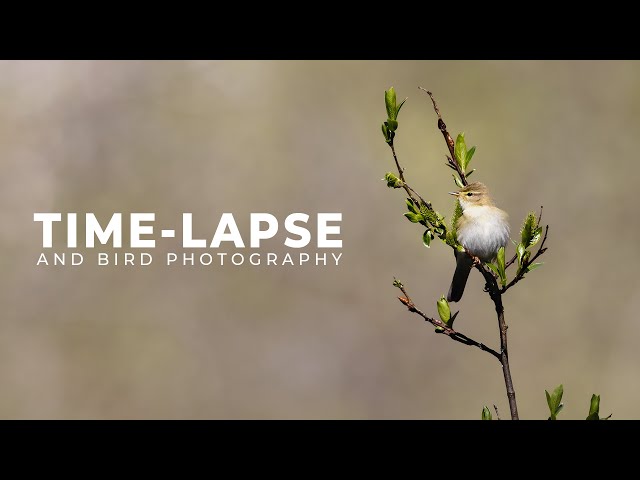 Bird, Time-lapse and Summer Vibe | Bird and Time-lapse Photography | Hardanger