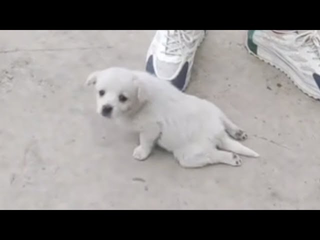 With both legs paralyzed, the puppy tried to crawl step by step begging for help from passersby