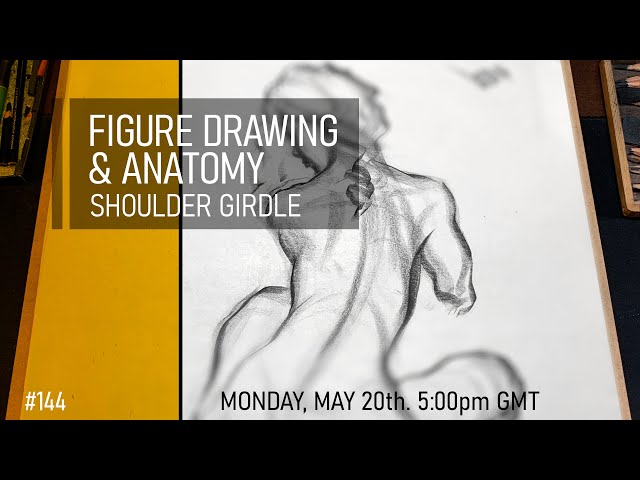 Figure Drawing & Anatomy - Shoulder Girdle #144