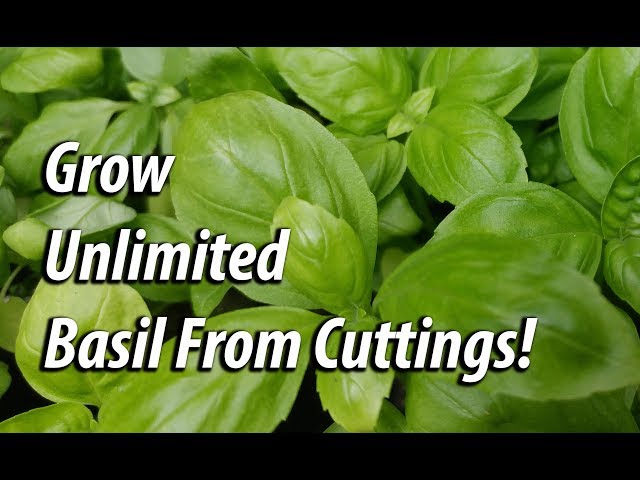 How To Grow Unlimited Basil From Cuttings (2019)