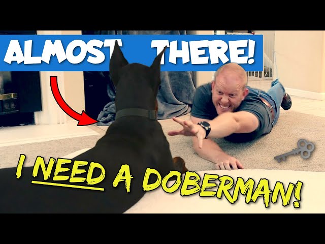 What’s Holding YOU Back From Getting a Doberman?!