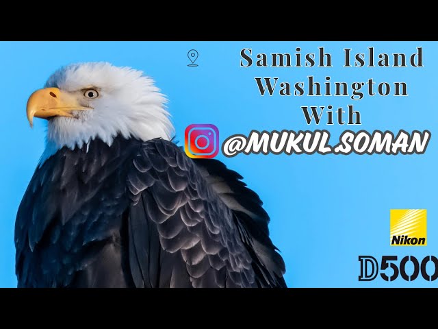Bird-watching Adventure On Samish Island With @mukul.soman: A Photographer's Dream