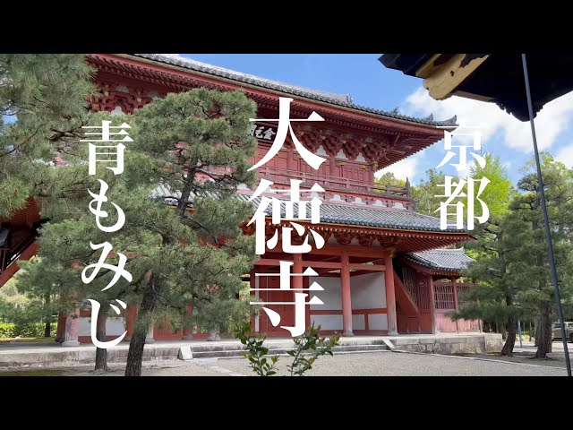 2023年4月27日 【外国人観光客のいない京都】 青もみじの大徳寺を歩く 【4K】Walk in Daitokuji Temple,Kyoto