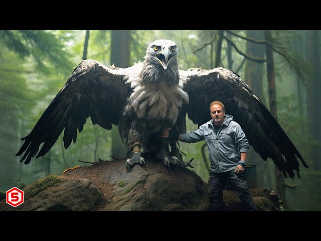 Ukuran Lebih besar dari manusia? Burung Elang Raksasa Terkuat & Terbesar di Dunia, Liat sayapnya!