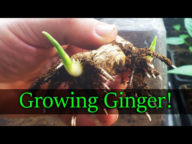 How To Grow Ginger - The Definitive Guide