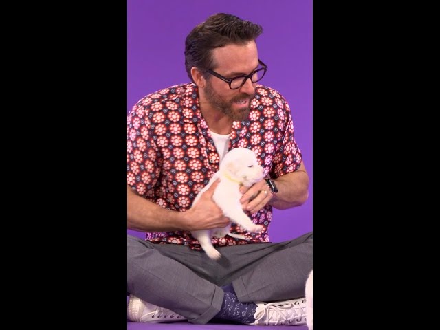 Ryan Reynolds preferring puppies to children is a BIG mood🐶