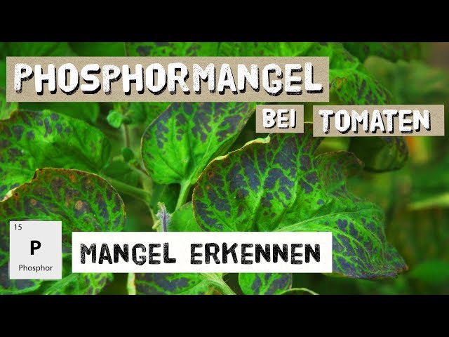 Phosphormangel bei Tomaten - erkennen und Gegenmaßnahmen
