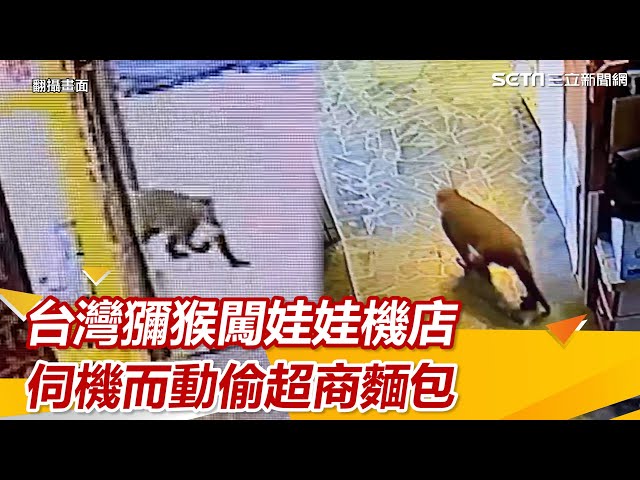 台灣獼猴闖「娃娃機店」　伺機而動偷超商麵包｜三立新聞網 SETN.com