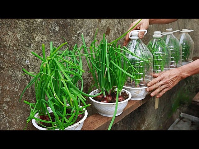 Tips For Growing Onions In A Mini Greenhouse