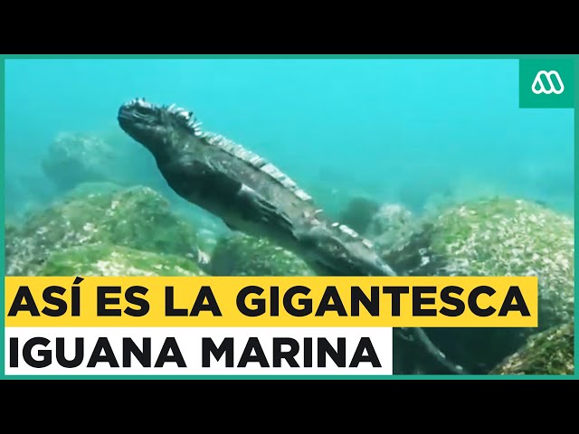Gigantesca iguana marina: El único lagarto que puede sumergirse hasta 50 metros