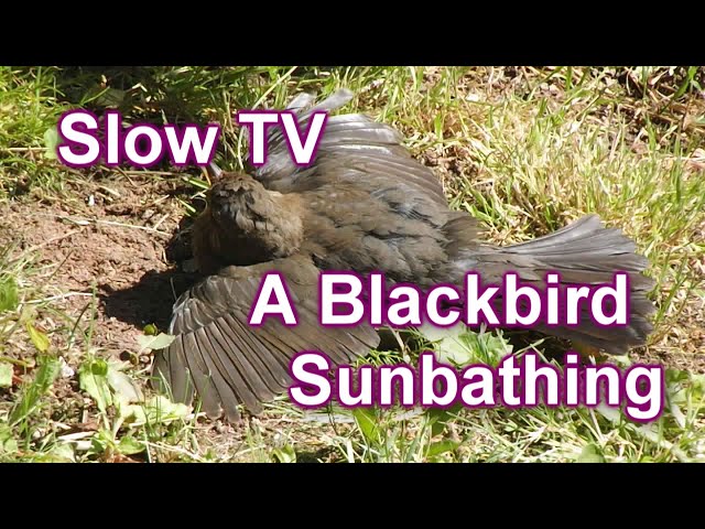 Slow TV - A Blackbird sunbathing and grooming - Yes they do sunbathe!