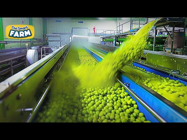 Washing TONS of Green Peas! Amazing Frozen Peas Production Line