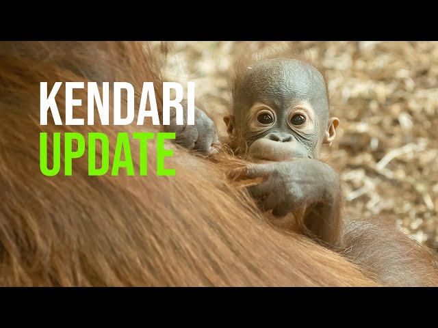 Checking in with Baby Kendari at Six Months