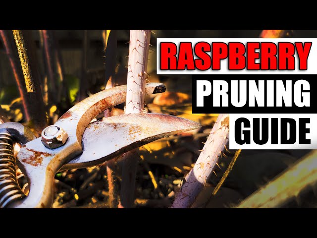 How To Prune Raspberries - The Definitive Guide