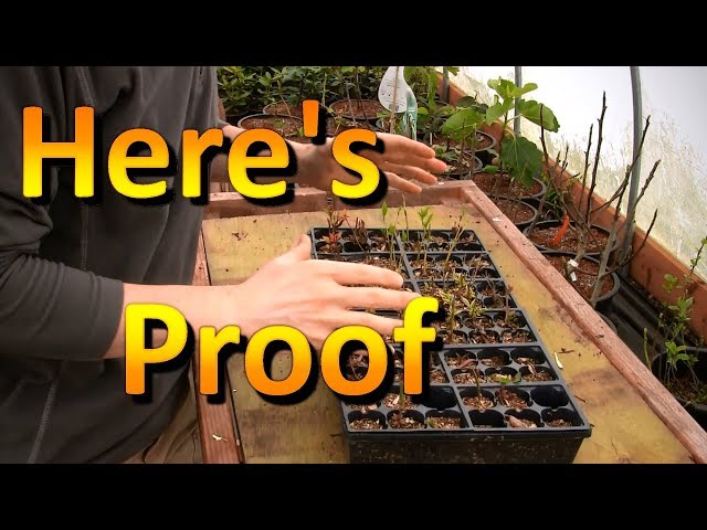 How to Overwinter Rooted Cuttings | An Experiment in the Hardiness of Rooted Cuttings
