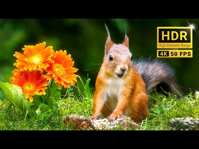74min of Nature Escape with Forest Bird Sounds and Eurasian Red Squirrels (4K HDR)