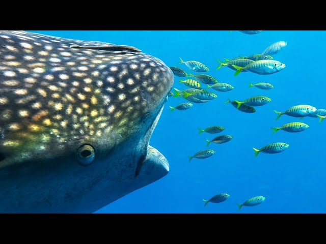 These Fishermen Are Helping Whale Sharks Thrive | 4K UHD | Seven Worlds One Planet |  BBC Earth