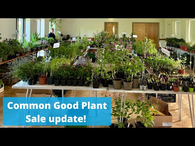 Common Good plant sales are go! Here’s how ours in Charlton Musgrove went x