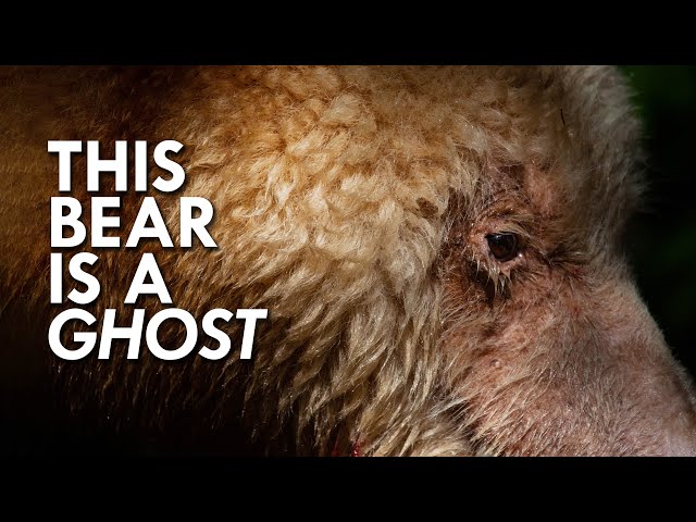 Ghost Bear: The Rarest Bear You’ve Probably Never Heard Of