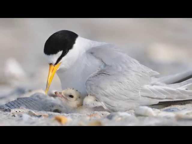 Port of Los Angeles: California Least Tern Nesting Site