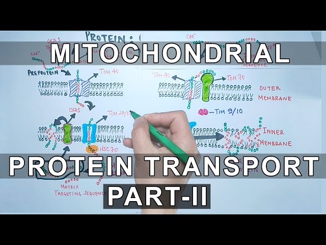 Protein Transport into Mitochondria | Part II