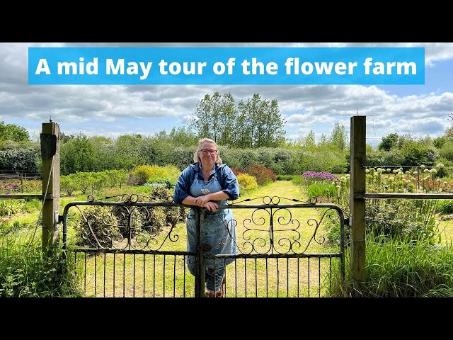 Tour of this Somerset flower farm May 2023