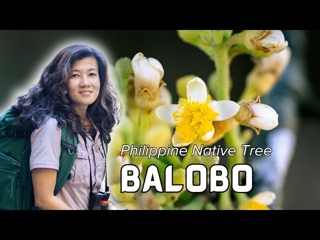 #PhilippineNativeTrees: Balobo / Baruvu (𝘋𝘪𝘱𝘭𝘰𝘥𝘪𝘴𝘤𝘶𝘴 𝘱𝘢𝘯𝘪𝘤𝘶𝘭𝘢𝘵𝘶𝘴)