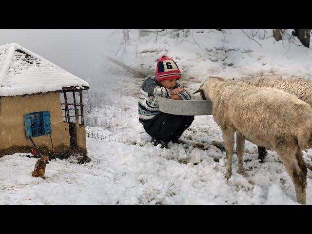 Snow Village  life and Culinary Traditions in Talesh Mountains - IRAN