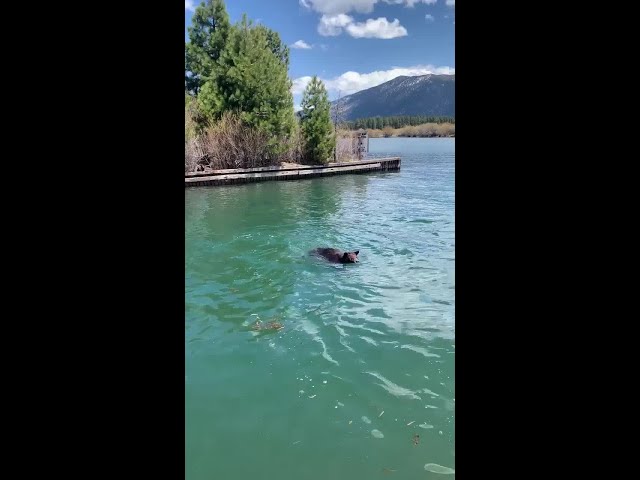 Mother Bear Helps Cub Swim