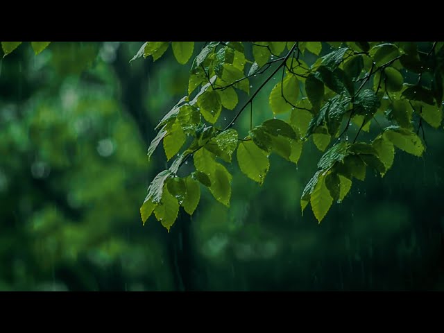 Rainy Day 🌧️ Relaxing Piano Music with Soft Rain Sounds | Sleep, Study, Relax