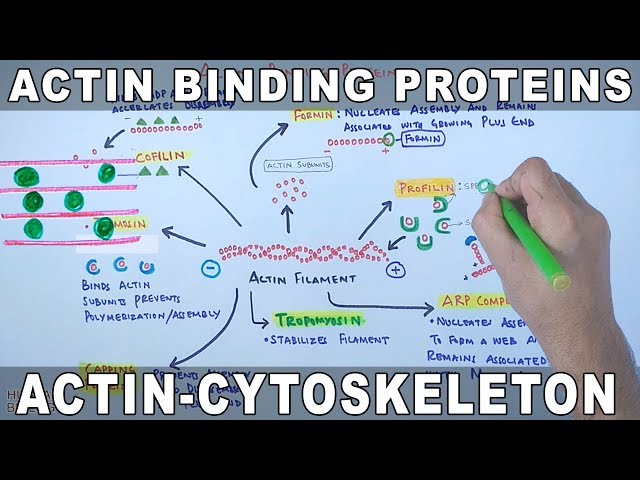 Accessory Proteins of Actin Cytoskeleton | Actin Binding Proteins