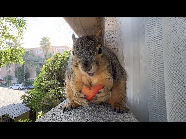 🐿❤️ Candy eats a persimmon like a watermelon! ❤️🐿