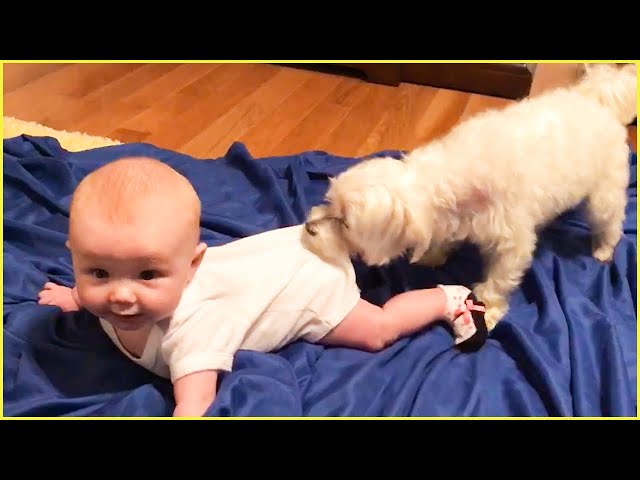 Best Video Of Baby Playing With Pets || Peachy Vines