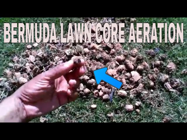 Bermuda grass core aeration