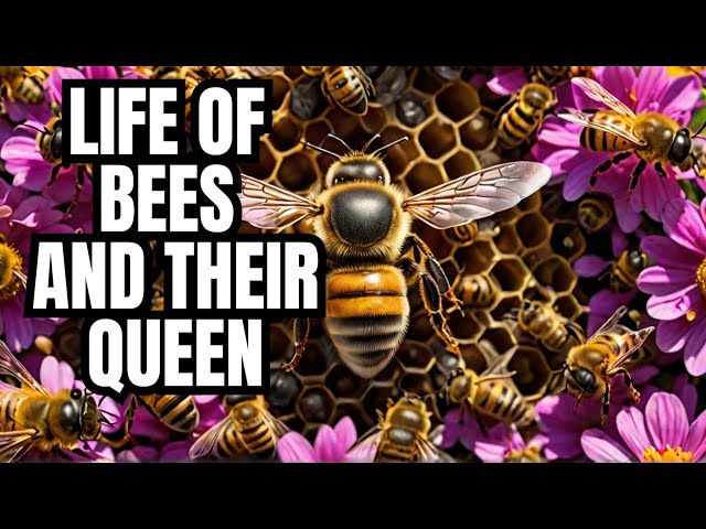 Deeper into life of Bees and Their Queen! 🐝 Nature's Hidden Wonders Revealed!