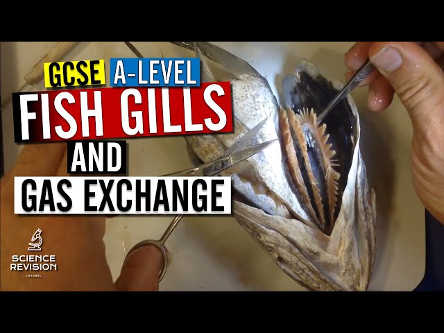 GCSE / A level Biology - Fish Gills and Gas Exchange (Fish Head Dissection)