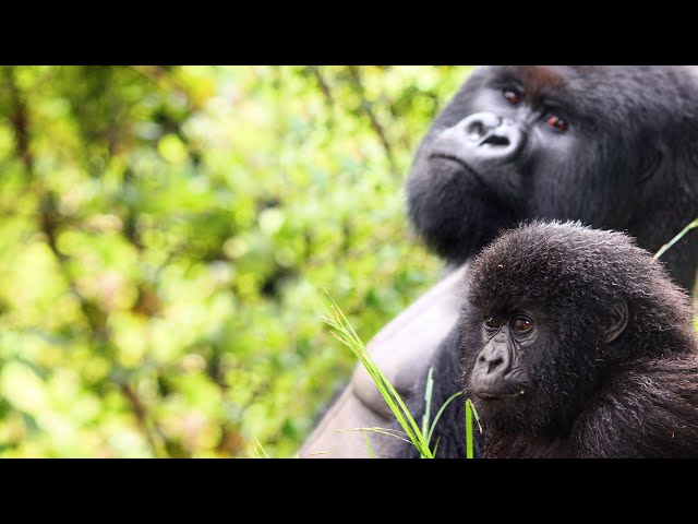 Silverback Gorilla Protects Baby Gorilla in Rwanda
