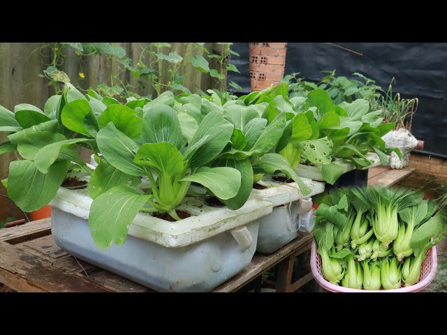 Growing Bok Choy On Water How I Grow Vegetables For My Family