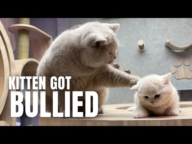 Adorable British Shorthair Kitten Cuteness Overload! 😻