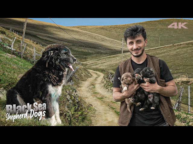 Lions of the Highlands: Black Sea Shepherd Dogs | Documentary ▫️4K▫️
