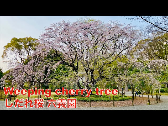 Weeping cherry tree at Rikugien Garden　　六義園 しだれ桜