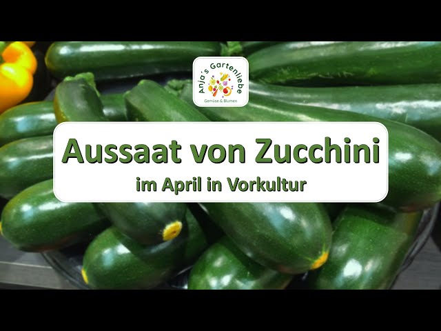 Das Allrounder-Gemüse "Zucchini" selbst anbauen - Anleitung & Tipps