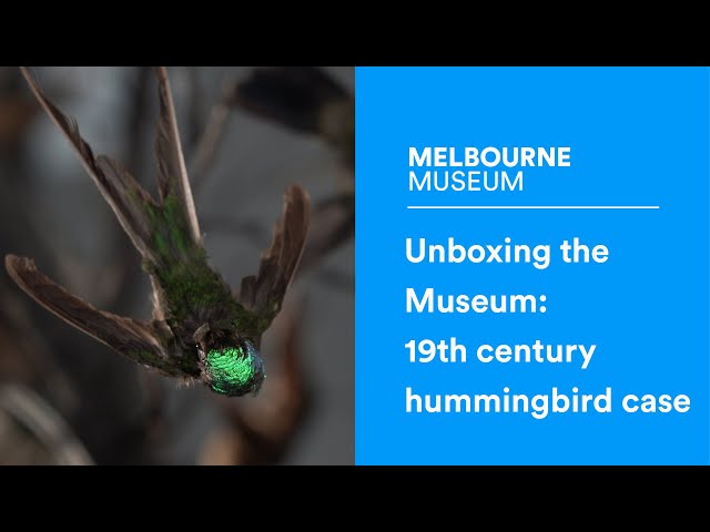 Unboxing the museum: 19th century hummingbird case